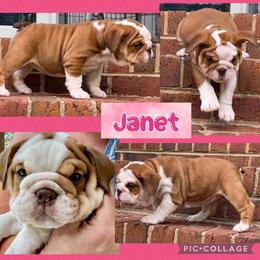Janet - Fallow Bulldog puppy in Mechanicsville, Virginia from Spice O’ Life Bulldogs