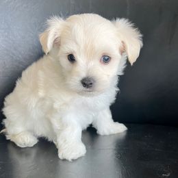 Maltese, Maltipoo, and Poodle Puppies from Healing Pawz LLC