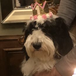 Bernedoodles, French Bulldogs, Goldendoodles, and Sheepadoodles from Farm Fresh Doodles
