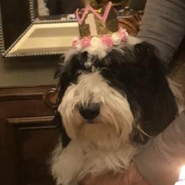 Bernedoodles, French Bulldogs, Goldendoodles, and Sheepadoodles from Farm Fresh Doodles