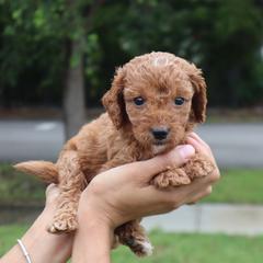 Rusty - Red  male Goldendoodle puppy in Palmetto Bay, Florida from SOMIDOODLES