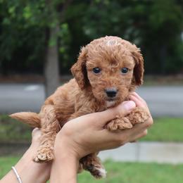 Rusty - Red  male Goldendoodle puppy in Palmetto Bay, Florida from SOMIDOODLES