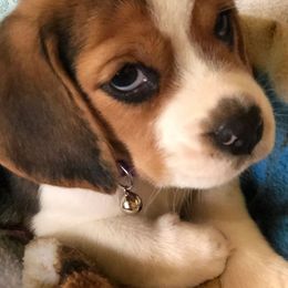 Beagles and Harriers from WolfRun Beagles