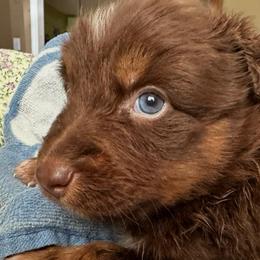 Reed - Red tri-color male Australian Shepherd puppy in Albertville, Alabama from Salt Creek Aussies