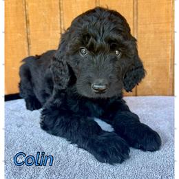 Colin - Black male Goldendoodle puppy in Caddo Mills, Texas from Fire Wife Doodles