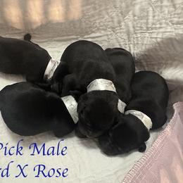 First Pick Male - Black male Labrador Retriever puppy in Greater Houston Area, Texas from Coram Deo Retrievers