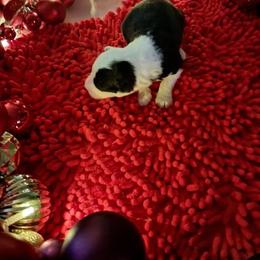 Boy 1 - male Old English Sheepdog puppy in Met AI Rie, Louisiana from Orleans Old English Sheepdogs