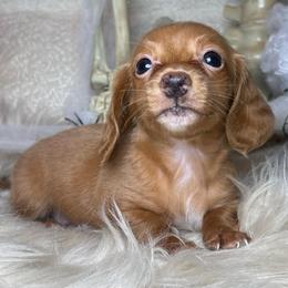 Cullen - Red male Dachshund puppy in Washburn, Tennessee from Clinch Mountain Dachshunds