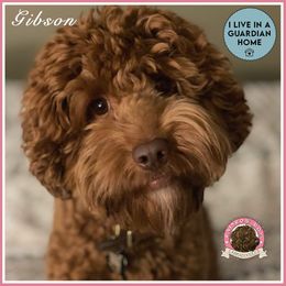 Gibson - Australian Labradoodle