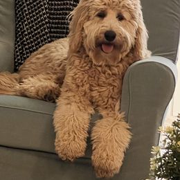 Labradoodle All Grown Up from Faulkner Doodles