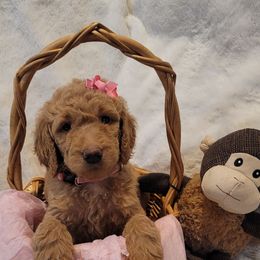 Goldendoodle Puppies from Luna Goldendoodles