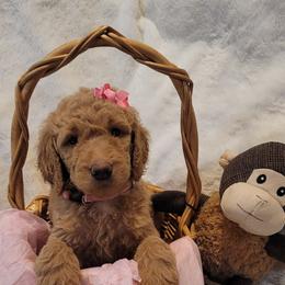 Goldendoodle Puppies from Luna Goldendoodles
