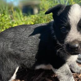 Aussiedoodles from Anne's Doodles