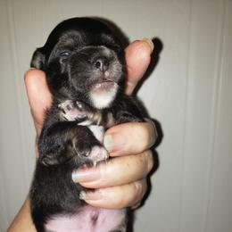 Charlie - Black and white male Chihuahua puppy in Nc, Florida from Brusseluv2