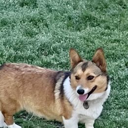 Lima - Pembroke Welsh Corgi