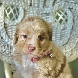 Miniature Australian Shepherd Puppies from JW Ranch