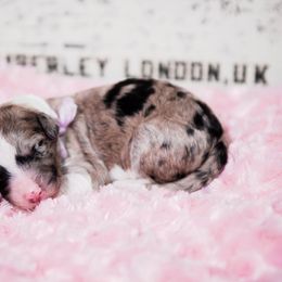 Bordoodle Puppies from 2J 2K Bordoodles