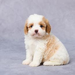 Kali - Blenheim female Cavapoo puppy in Apple Creek, Ohio from Grandeur Valley Puppies