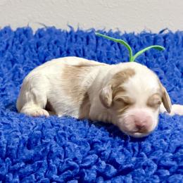 Green Collar - Caramel male Australian Labradoodle puppy in Coeur D'alene, Idaho from Lake City Labradoodles