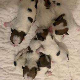 Russell Terrier puppies from Brairwood Creek Russell Terriers