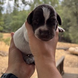Bryce - Orange Collar - Liver roan male German Shorthaired Pointer puppy in Mokelumne Hill, California from Underhill GSP