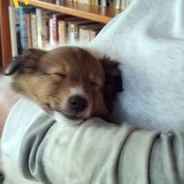 Shetland Sheepdogs from Sheltiepal