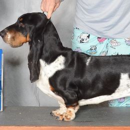 Lisa - Basset Hound