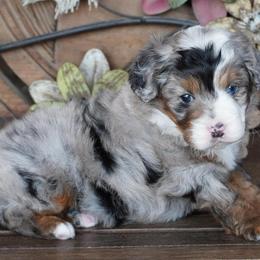 Boy 1 - Blue merle male Aussiedoodle puppy in Lawton, Oklahoma from Lindsey’s Aussies