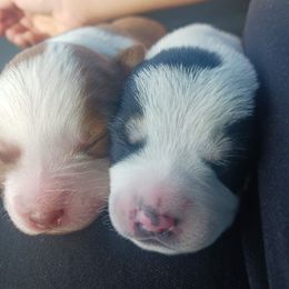 Miniature Schnauzer Puppies from Sabrina Ramirez