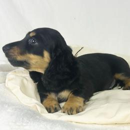 Chocolate Cream - Black and cream male Dachshund puppy in Sacramento, California from MiniDoxPups