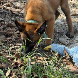 Lime - Mahogany male Belgian Malinois puppy in Saint Amant, Louisiana from Mercy Kennels