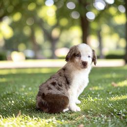 Ivory - Red merle female Australian Shepherd puppy in Statesville, North Carolina from Charming Australian Shepherds