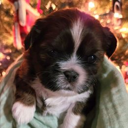 Tramp - Brindle male Shih Tzu puppy in Wolcottville, Indiana from Ducky's Doodles