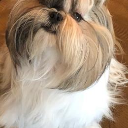 Shih Tzu Puppies from Sandi's Shih Tzu