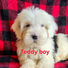 Teddy - Black and white male Portuguese Water Dog puppy in Narvon, Pennsylvania from Prized Family Porties