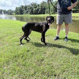 Great Dane puppies from Southern Barron Danes & Dachshunds