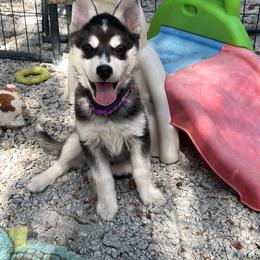 Ezzy - Black and white male Pomsky puppy in Diamond Lake, Washington from Husky Haven WA
