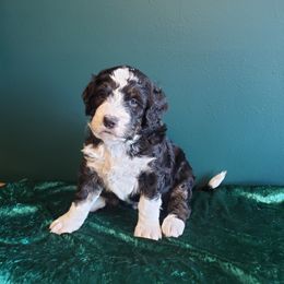 Bernedoodle Puppies from Badlands Bernedoodles