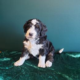 Bernedoodle Puppies from Badlands Bernedoodles
