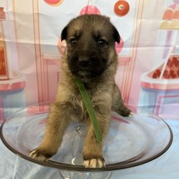 Croissant - Sable male German Shepherd puppy in Magnolia, Texas from K & Q Shepherds
