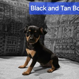 Boy 2 - Miniature Pinscher puppy from CNY Miniature Pinschers