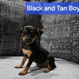 Boy 2 - Miniature Pinscher puppy from CNY Miniature Pinschers