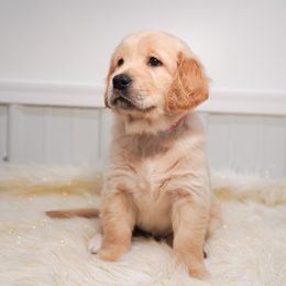Golden Retriever, Miniature American Shepherd, and Siberian Husky Puppies from HuskiesAndGoldensWithFinesse