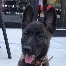 Nina - Dutch Shepherd