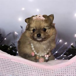 Spirit - Blue sable female Pomeranian puppy in Liverpool, Pennsylvania from Destination Dalmatian