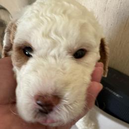 Juliet - Parti female Goldendoodle puppy in Danville, Virginia from Stella’s Stunning Goldendoodles of VA