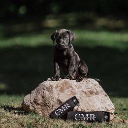 COMET (Blue collar) - Labrador Retriever puppy from Christian Martir