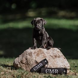 COMET (Blue collar) - Labrador Retriever puppy from Christian Martir