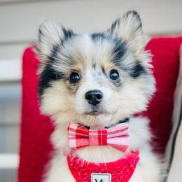 Frost - Merle Pomsky puppy in Greenville, South Carolina from Thicketty Mountain Pomskies