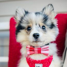 Frost - Merle Pomsky puppy in Greenville, South Carolina from Thicketty Mountain Pomskies